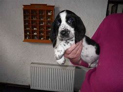 Image result for Basset Hound with English Cocker Spaniels