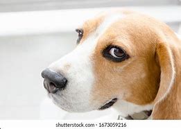 Image result for Sorry Dog Face