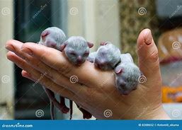 Image result for 31 Day Old Kittens