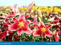 Image result for Bright Pink Lilies