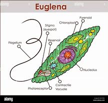 Image result for Euglena Cell Wall