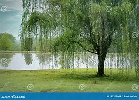 Image result for Willow Tree Arkansas