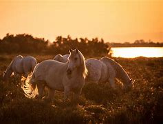 Image result for Beautiful Horse at Sunrise