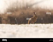 Image result for Brown Hare Face Images