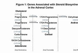 Image result for Adrenal Artery