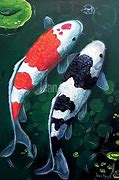 Image result for Striped Koi Carp