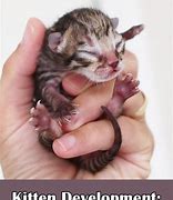 Image result for 1 Week Old Kitten