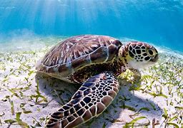 Image result for Yay Turtle