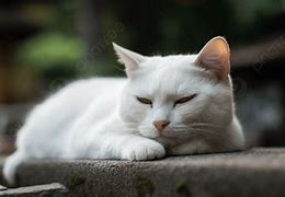 Image result for Cute White Cat Laying Down