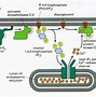 Image result for PIP2 plc IP