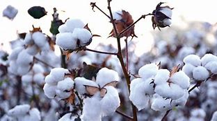 Image result for Black Cotton for MPI