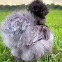 Image result for Cute Silkie Chickens