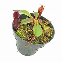 Image result for Nepenthes Muluensis X Lowii