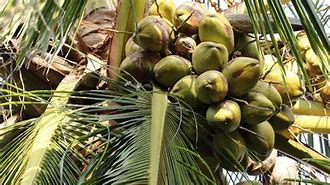 Image result for Coconut Cultivation