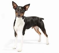 Image result for Rat Terrier AKC