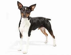 Image result for Rat Terrier Breeds