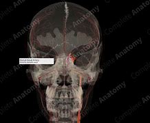 Image result for Dorsal Nasal Artery