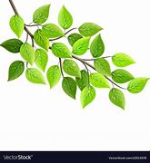 Image result for Ades Fresh Leaves