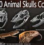 Image result for Strange Animal Skulls