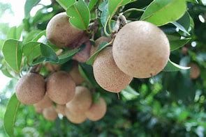 Image result for Petik Buah Sawo