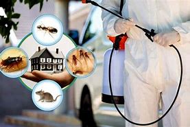 Image result for Pest Control Services Images