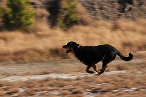 Image result for Chasing Animals