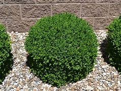 Image result for Plant Boxwood Shrubs