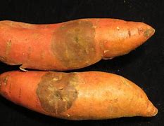 Image result for Sweet Potato Root Rot