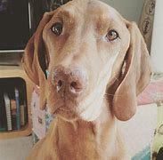 Image result for Discoid Lupus Dog Nose