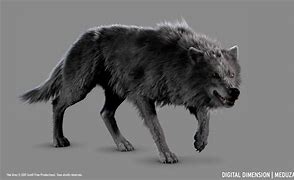 Image result for Grey Wolf Alpha Male