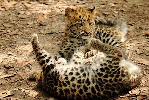 Image result for Leopard Cubs Playing