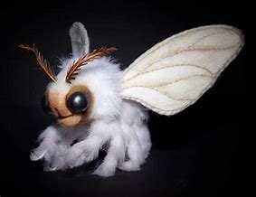 Image result for Australian Poodle Moth