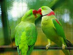 Image result for Parrot Love Birds