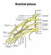 Image result for Flow Chart of Brachial Plexus