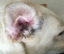 Image result for Infected Dog Ear