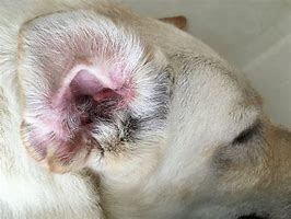 Image result for Dog Ear Symptoms