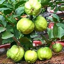 Image result for Pokok Jambu Batu