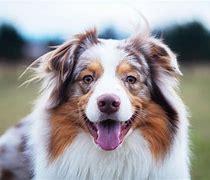 Image result for Aussie Shep