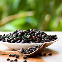 Image result for Robusta Coffee Beans