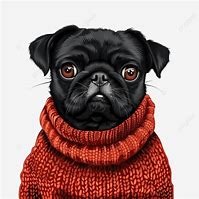 Image result for Black Pug Pan Ting