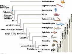 Image result for Subphylum of Chordata