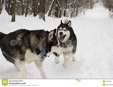 Image result for Proud Husky in the Snow