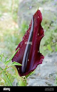 Image result for Voodoo Lily Dracunculus Vulgaris