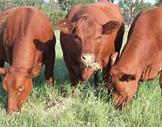 Image result for Red Angus Cattle