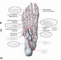 Image result for Plantar Arch