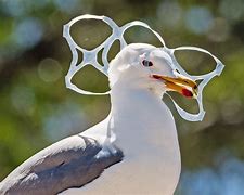 Image result for Vulture Plastic