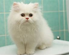 Image result for Fluffy Kitty Cats