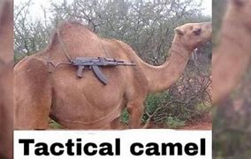 Image result for Tactical Camel