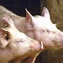 Image result for White Bush Pig