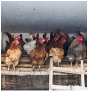 Image result for chicken roost spacing